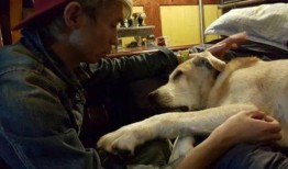 国产人与狗,探寻人类与动物和谐共生的奥秘