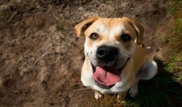 国产人与狗,探寻人类与动物和谐共生的奥秘