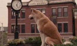 国产人与狗,探寻人类与动物和谐共生的奥秘