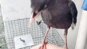 娱乐吃瓜小八哥是谁啊小说